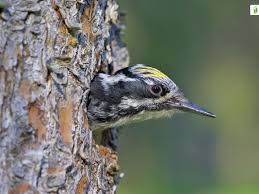 Attēlu rezultāti vaicājumam “Picoides tridactylus”