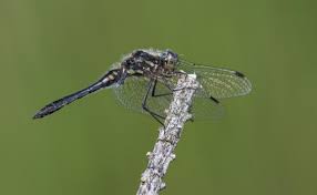 Attēlu rezultāti vaicājumam “Sympetrum danae”