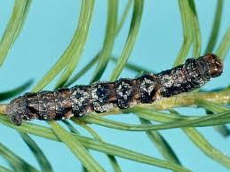 Attēlu rezultāti vaicājumam “Ectropis crepuscularia”