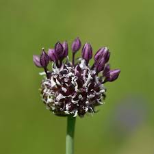 Attēlu rezultāti vaicājumam “Allium oleraceum flower”