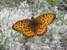 Attēlu rezultāti vaicājumam “Argynnis niobe”