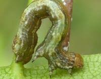 Attēlu rezultāti vaicājumam “Erannis defoliaria larva”