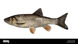 Image result for Squalius cephalus