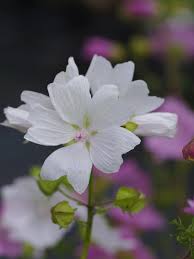 Attēlu rezultāti vaicājumam “Malva moschata alba flower”