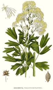 Attēlu rezultāti vaicājumam “Thalictrum flavum”