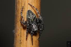 Attēlu rezultāti vaicājumam “Gibbaranea gibbosa”