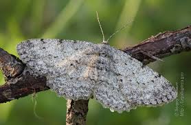 Attēlu rezultāti vaicājumam “Hypomecis roboraria”