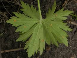 Attēlu rezultāti vaicājumam “Ranunculus acris leaf”