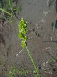 Attēlu rezultāti vaicājumam “Carex scandinavica”