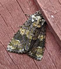 Attēlu rezultāti vaicājumam “Craniophora ligustri”