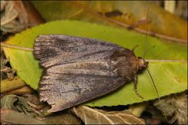 Attēlu rezultāti vaicājumam “Amphipyra livida”