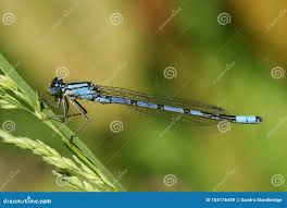 Attēlu rezultāti vaicājumam “Enallagma cyathigerum”