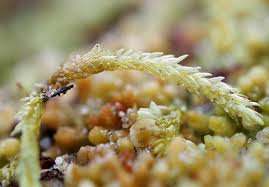 Attēlu rezultāti vaicājumam “Straminergon stramineum”