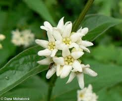 Attēlu rezultāti vaicājumam “Vincetoxicum hirundinaria fruit”