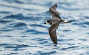 Image result for Pterodroma hasitata