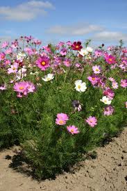 Image result for Cosmos bipinnatus