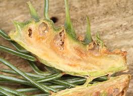 Attēlu rezultāti vaicājumam “Adelges laricis nymph”