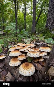 Attēlu rezultāti vaicājumam “Pholiota squarrosoides”