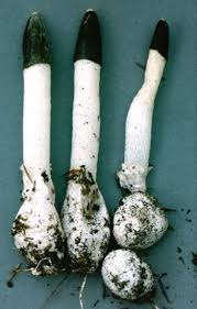 Attēlu rezultāti vaicājumam “Mutinus caninus”