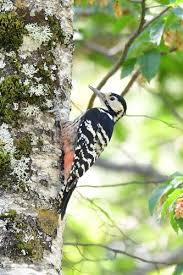 Attēlu rezultāti vaicājumam “Dendrocopos leucotos female”