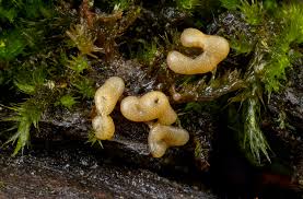 Attēlu rezultāti vaicājumam “Physarum bryomacrocarpum sessile”