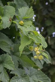 Attēlu rezultāti vaicājumam “Humulus lupulus”