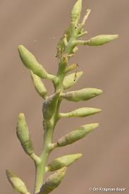 Attēlu rezultāti vaicājumam “Cakile maritima subsp. baltica leaf”
