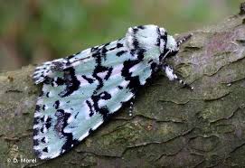 Attēlu rezultāti vaicājumam “Moma alpium”