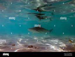 Image result for Carcharhinus acronotus