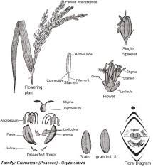 Attēlu rezultāti vaicājumam “Gramineae”