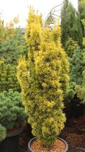 Attēlu rezultāti vaicājumam “Taxus”