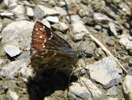 Attēlu rezultāti vaicājumam “Pyrgus serratulae upperside”