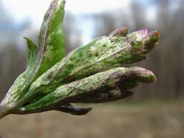 Attēlu rezultāti vaicājumam “Urocystis anemones”