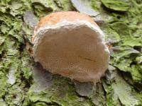 Attēlu rezultāti vaicājumam “Postia leucomallella”