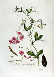 Attēlu rezultāti vaicājumam “Lathyrus tuberosus leaf”