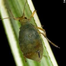 Attēlu rezultāti vaicājumam “Eriophyes padi”
