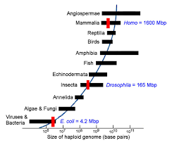 Image result for genome sizes