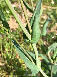Attēlu rezultāti vaicājumam “Brassica napus fruit”