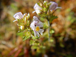 Attēlu rezultāti vaicājumam “Euphrasia”