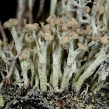 Attēlu rezultāti vaicājumam “Cladonia botrytes”
