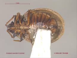 Attēlu rezultāti vaicājumam “Acalypta carinata”
