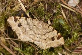 Attēlu rezultāti vaicājumam “Macaria signaria”