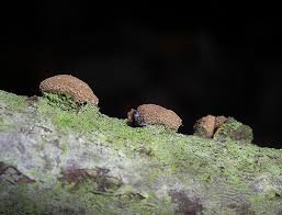 Attēlu rezultāti vaicājumam “Encoelia furfuracea”