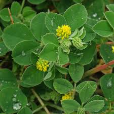 Attēlu rezultāti vaicājumam “Medicago lupulina flower”