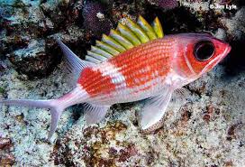 Image result for Holocentrus adscensionis