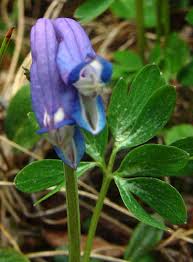 Attēlu rezultāti vaicājumam “Corydalis intermedia flower”