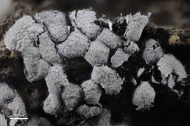 Attēlu rezultāti vaicājumam “Badhamia lilacina macro”