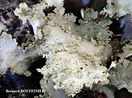 Attēlu rezultāti vaicājumam “Platismatia glauca”