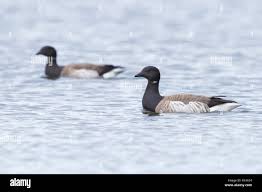 Attēlu rezultāti vaicājumam “Branta bernicla adult”