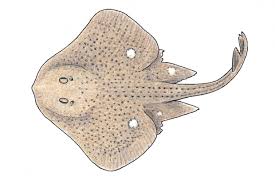 Image result for Leucoraja ocellata